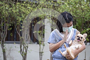 Asian Happy child wear mask and playing puppy dogs. Relationship of Cute little girl and chihuahua dog, hugging together in park.