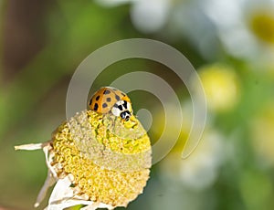 Asian harlequin ladybug on a flower