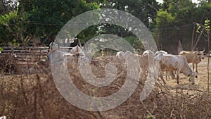 An Asian herder with his livestock in Thailand