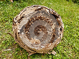 Asian Hornet Nest