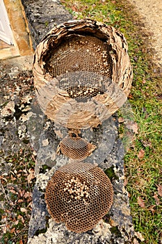 Asian Hornet Nest