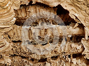 Asian Hornet Nest