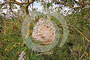 Asian hornet vespa velutina invasive species nest