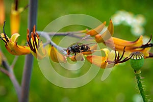 Asian hornet on yellow flower photo