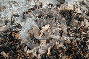 asian hornets dead and fragments of their nest