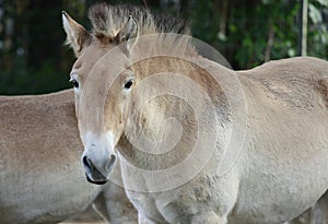 Asian horse