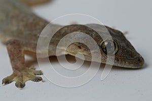 Asian House lizard hemidactylus or common gecko