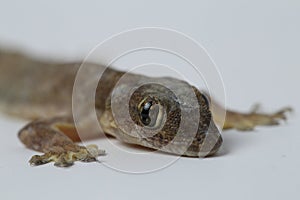 Asian House lizard hemidactylus or common gecko