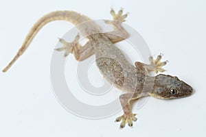 Asian House lizard hemidactylus or common gecko