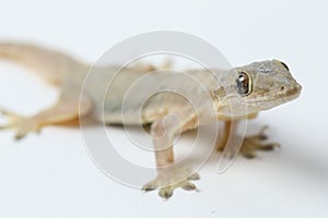 Asian House lizard hemidactylus or common gecko