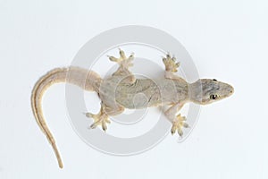 Asian House lizard hemidactylus or common gecko