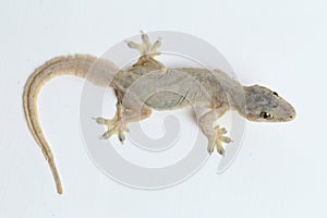 Asian House lizard hemidactylus or common gecko