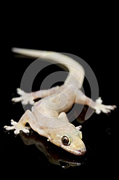 Asian House lizard hemidactylus or common gecko isolated on black