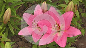 Asian hybrid lily flower of pink color