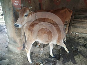 Asian  Indian Caw give milk to  baby Calf