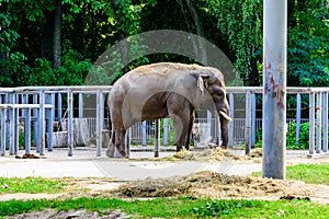 Asian or indian elephant in the corral