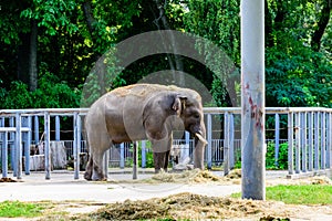 Asian or indian elephant in the corral