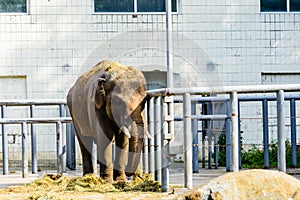 Asian or indian elephant in the corral