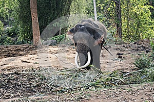 asian, indian, large elephant greet raised trunk, trumpet up in jungle, park, forest. standing mammal animal near feed, leaves,