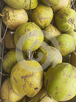 Asian Indonesian tropical young  coconut