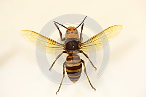 Asian or Japanese giant hornet