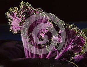 Asian Kale with black background