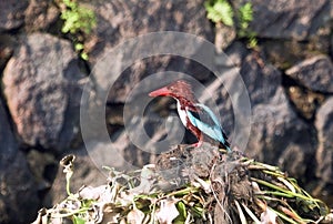 Asian Kingfisher in habitat, india