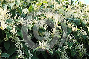 Asian knotweed donkey rhubarb invasive species in bloom