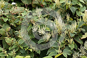 Asian knotweed Fallopia japonica