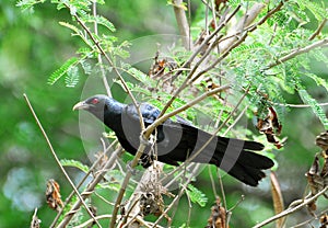 Asian koel