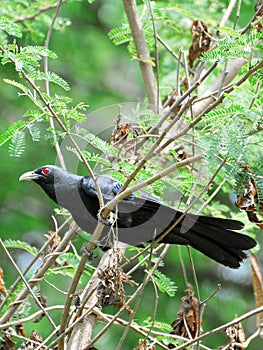 Asian koel