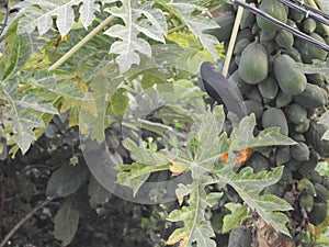 Asian koel also called as Eudynamys scolopaceus on papaya tree