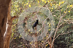 Asian Koel Cuckoo in natural habitat