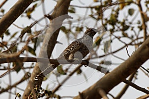 Asian Koel Cuckoo in natural habitat