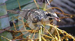 Asian Koel female