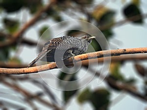 Asian koel female