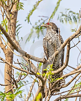 An Asian Koel female perching