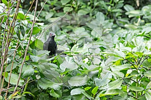 An Asian Koel hiding in leafs