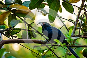 The Asian koel is a member of the cuckoo order of birds, the Cuculiformes