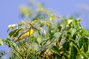 Asian koel perching on a tree