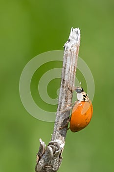Asian Lady Beetle - Harmonia axyridis photo