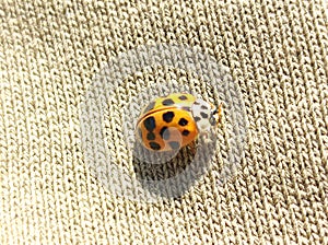 Asian lady beetle crawling on my sweatshirt in detailed view