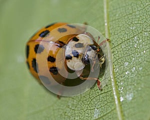 Asian lady beetle eating aphid on green leaf
