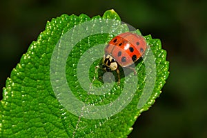 Asian Lady Beetle - Harmonia axyridis