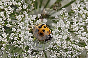 Asian lady beetle - Harmonia axyridis photo