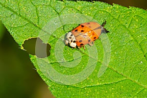 Asian Lady Beetle - Harmonia axyridis