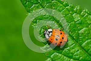 Asian Lady Beetle - Harmonia axyridis