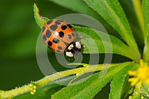 Asian Lady Beetle - Harmonia axyridis