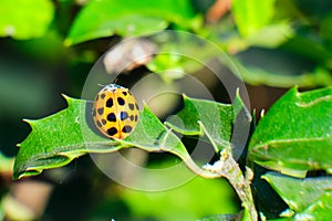 Asian Lady Beetle (Harmonia axyridis)