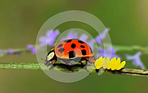 Asian Lady Beetle (Harmonia axyridis) laying eggs on a plant stem during Springtime in Houston, Texas.